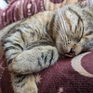 My cat
